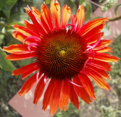 Jeżówka purpurowa (Echinacea purpurea) 